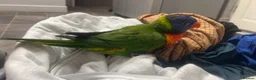 Lorikeets birds for sale: Female Rainbow Lorikeet - Advert 5