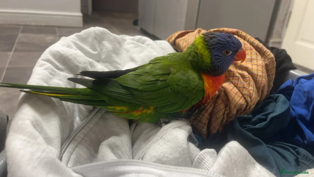 Lorikeets birds for sale: Female Rainbow Lorikeet - Advert 5