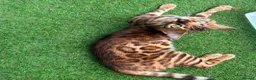 Oriental cats for sale: Oriental x Bengal kittens (Serengeti) in Chelmsford - Advert 15
