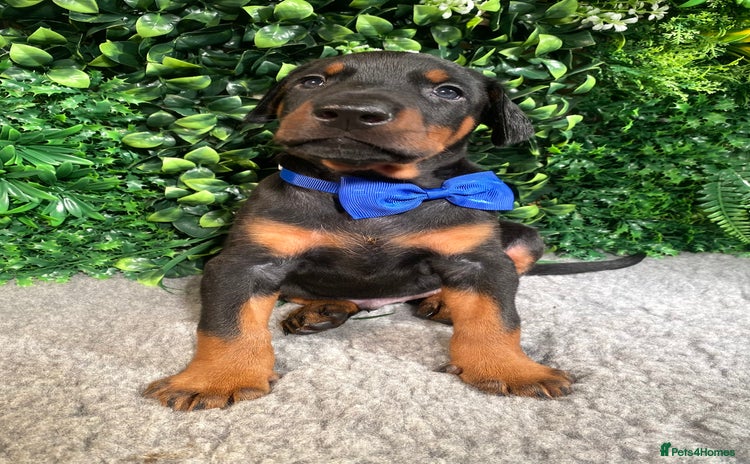 Dobermann dogs - Advert 1