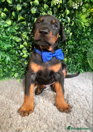 Dobermann dogs - Advert 1