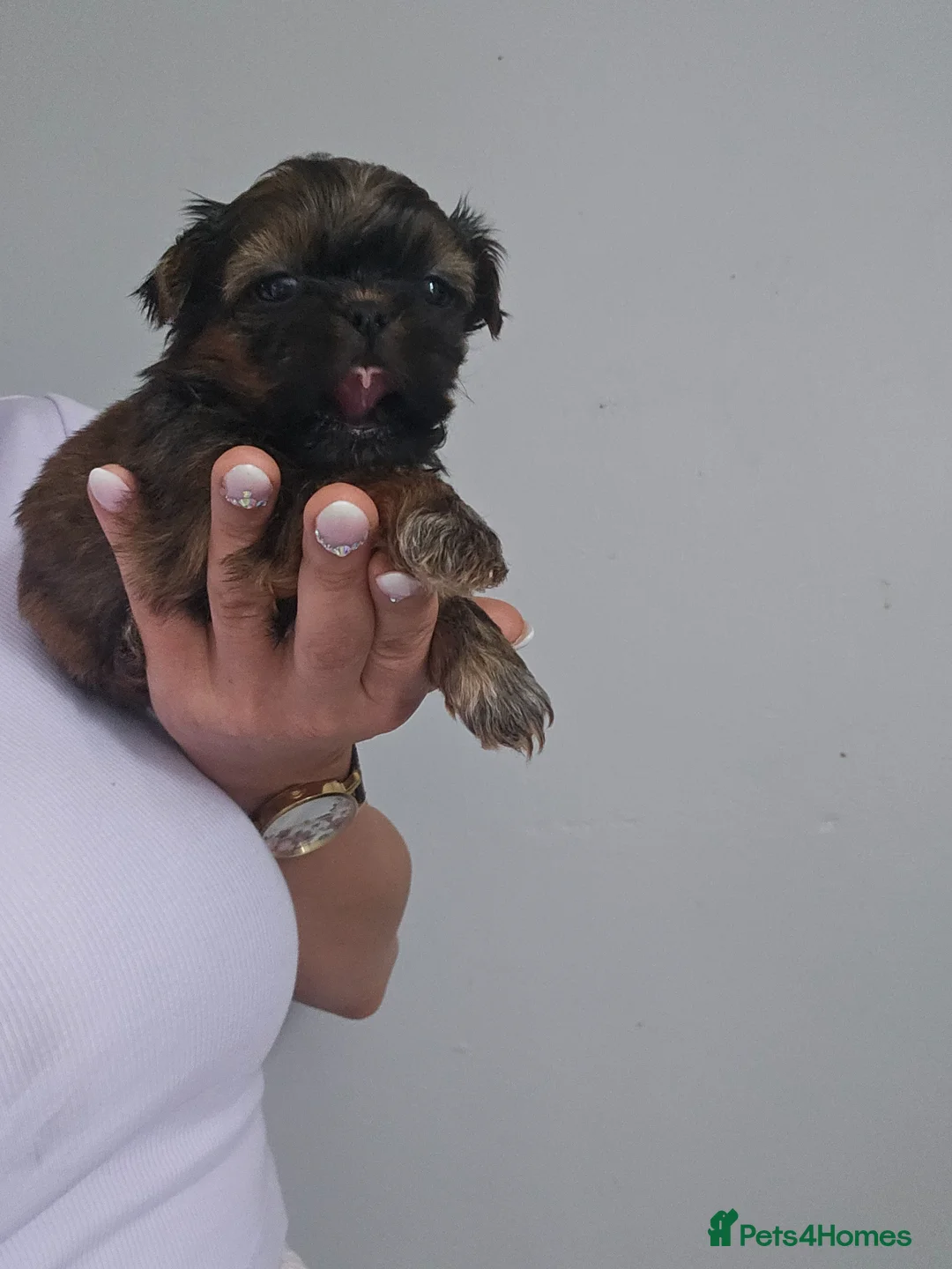 Shih Tzu dogs for sale: Beautiful Imperial Shih Tzu boy 💙 - Advert 5