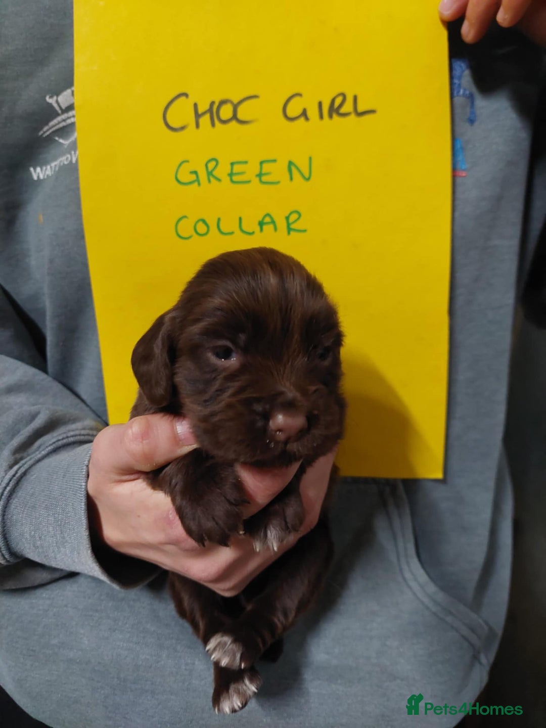Cocker Spaniel dogs for sale: KC registered Cocker Spaniel puppies for sale - Advert 14