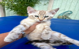 Savannah cats for sale: Superb snow leopard boys - Image 23