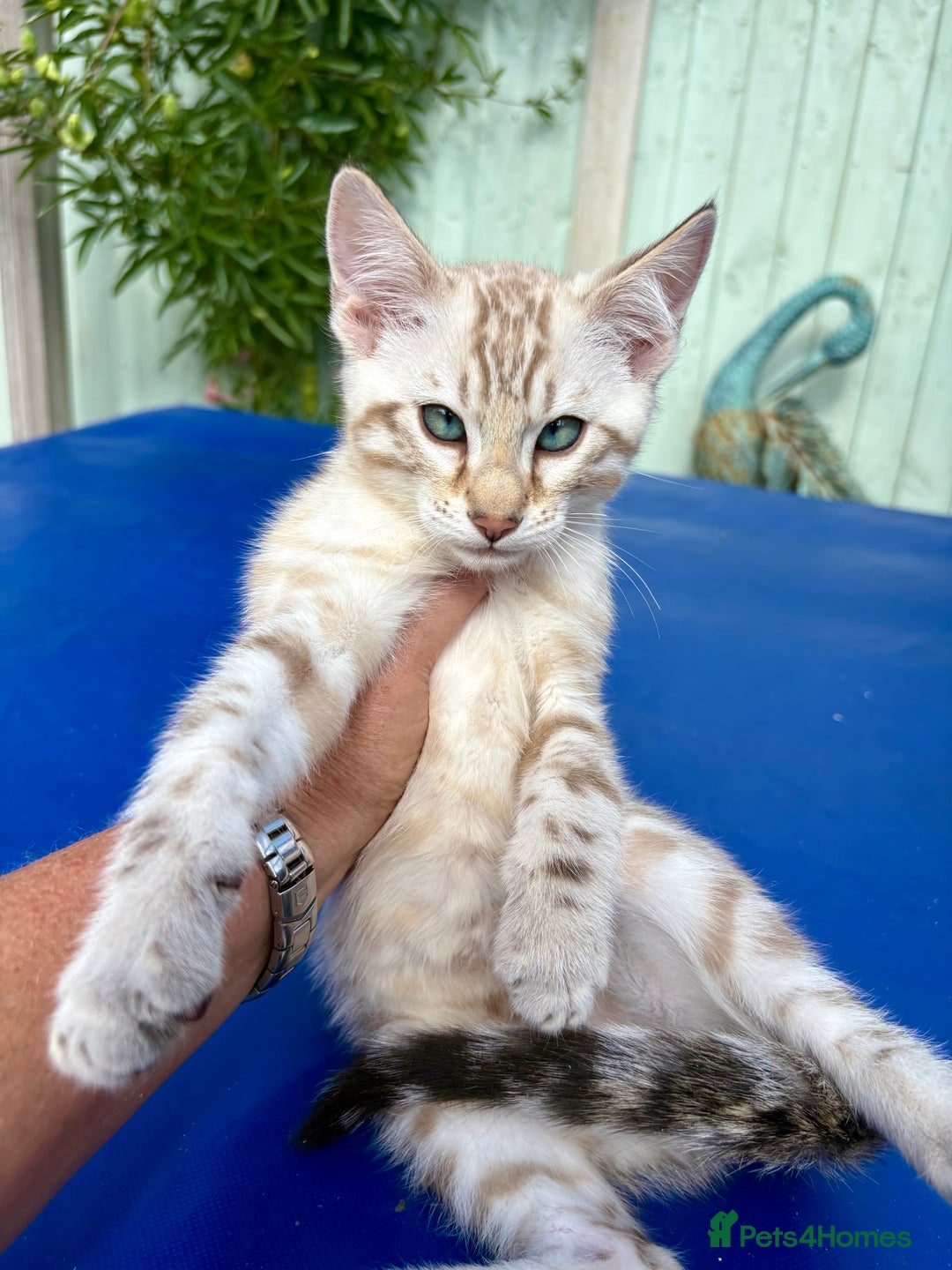 Savannah cats for sale: Superb snow leopard boys - Image 23