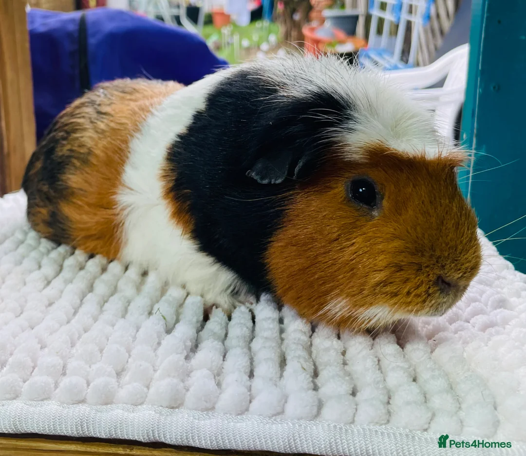 Guinea Pig rodents for sale: Gorgeous Male Guinea Pig  in Leeds - Advert 2