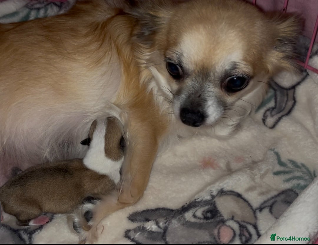 Chihuahua dogs for sale: Chihuahua Puppy - Advert 2