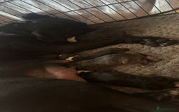 Cane Corso dogs for sale: Cane corso puppies - Image 8