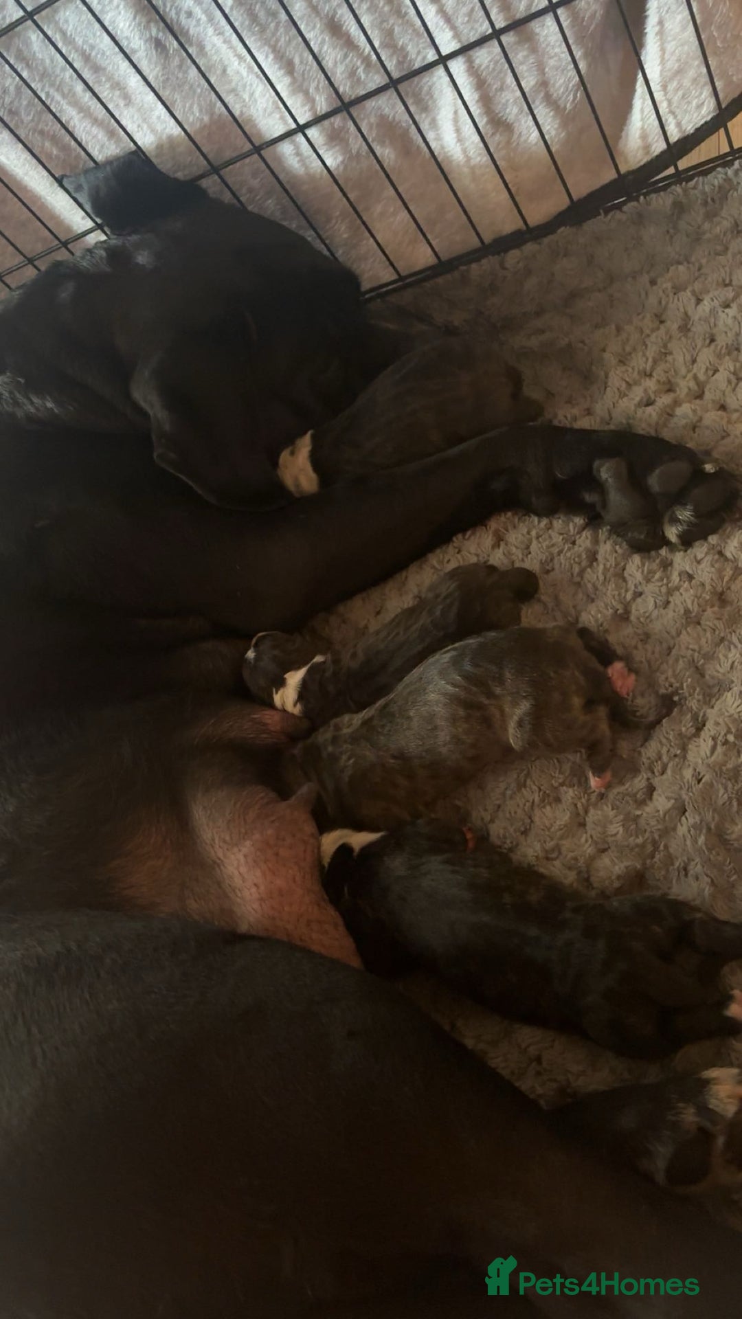 Cane Corso dogs for sale: Cane corso puppies - Image 8