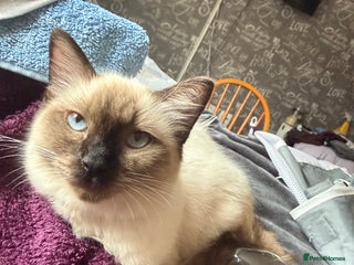 Ragdoll cats for sale - Advert 1