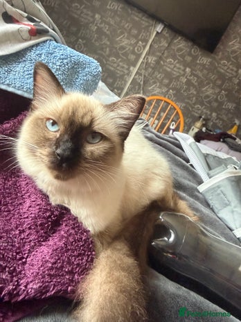 Ragdoll cats - Advert 1