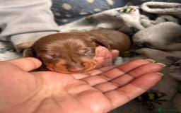 Dachshund dogs for sale: Beautiful dachshund puppies - Image 15