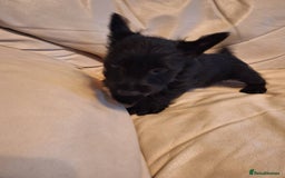 Scottish Terrier dogs for sale: ABSOLUTE CUTENESS Scottish Terrier!! - Image 7