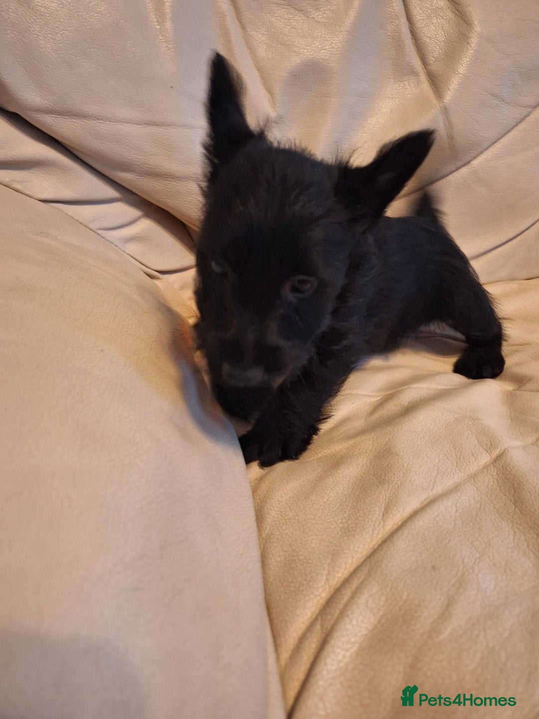 Scottish Terrier dogs for sale: ABSOLUTE CUTENESS Scottish Terrier!! - Image 7