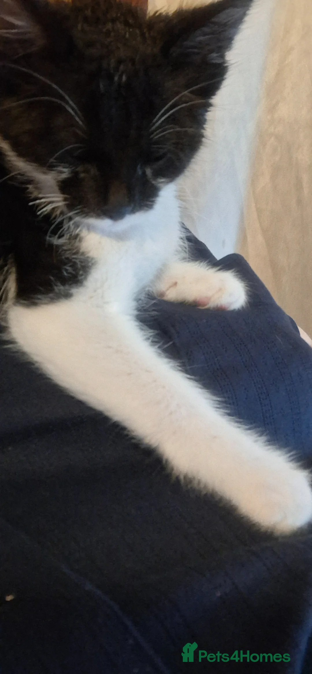 Domestic Shorthair cats for sale: Beautiful baby kitten, ready to leave - Advert 2