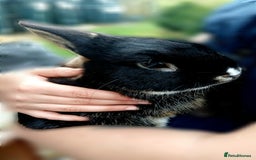 Mixed Breed rabbits for sale: Rabbit Couple - Image 3