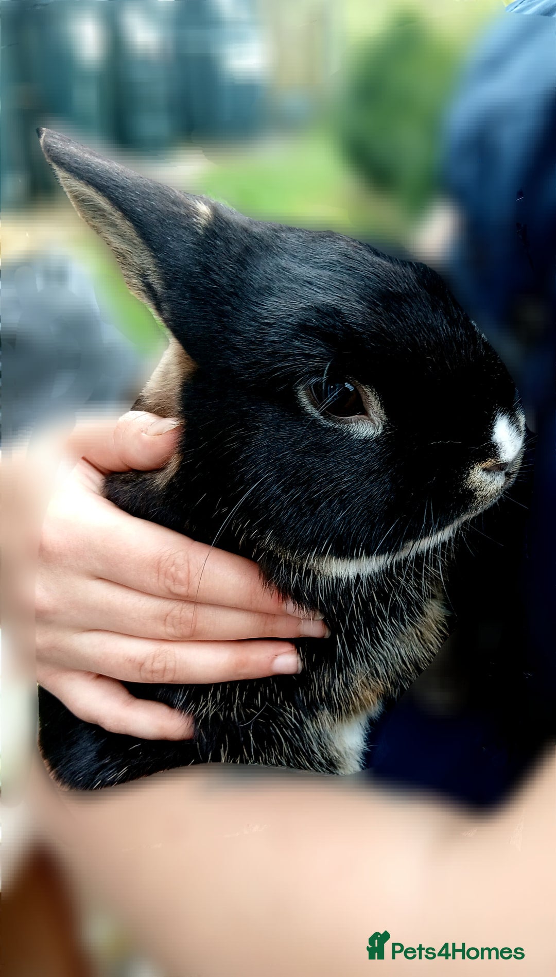 Mixed Breed rabbits for sale: Rabbit Couple - Image 3