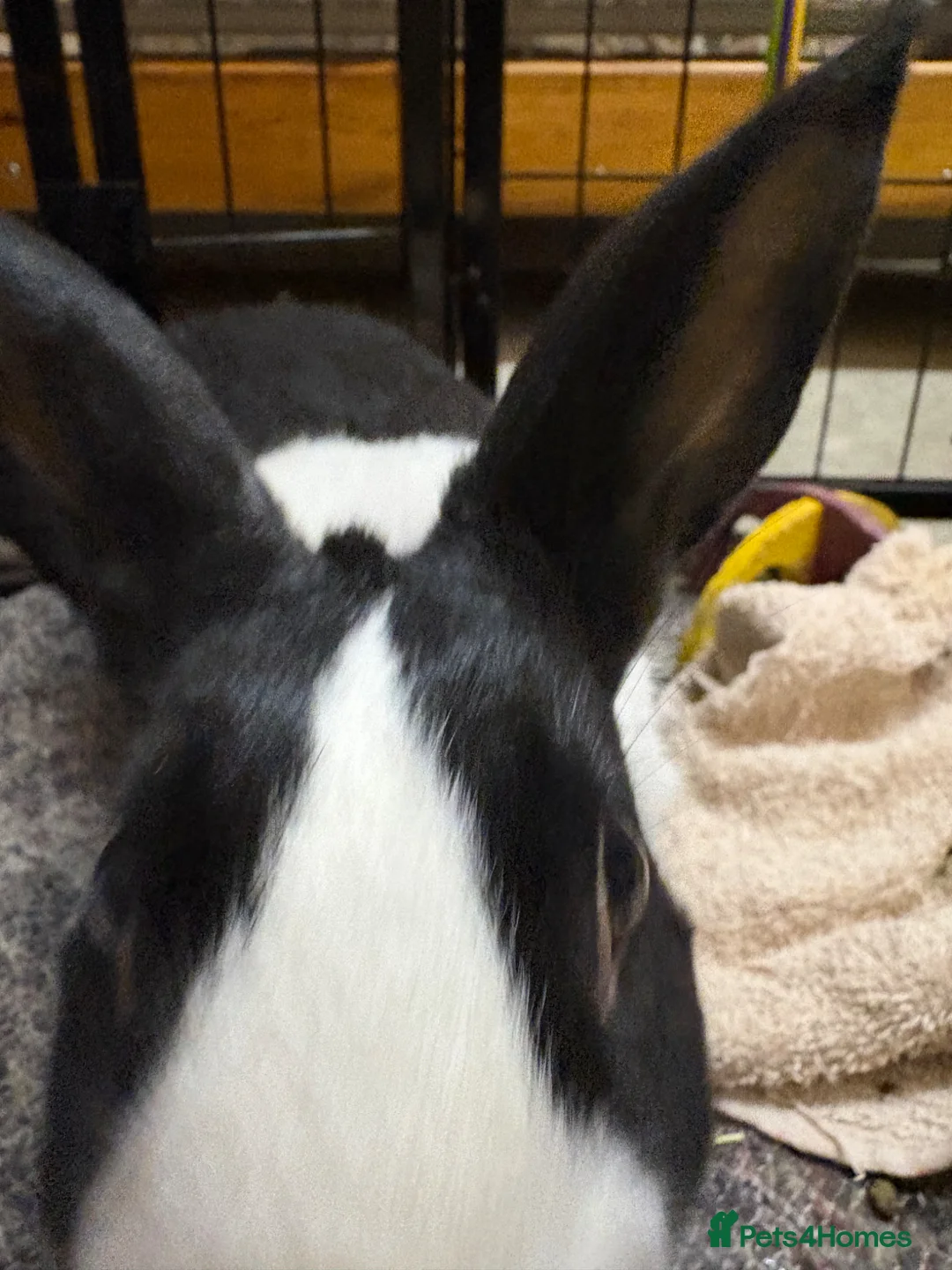 Dutch rabbits for sale: 4 month bunny+ all accessories for sale in Spennymoor - Advert 2