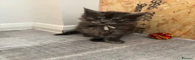 Maine Coon Kitten 4