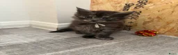 Maine Coon cats for sale: 🖤Stunning Black Smoke Maine Coon Girls - Advert 12