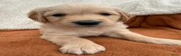 Golden Retriever dogs for sale: KC Registered Golden Retriever Puppies  in Tenterden - Advert 15