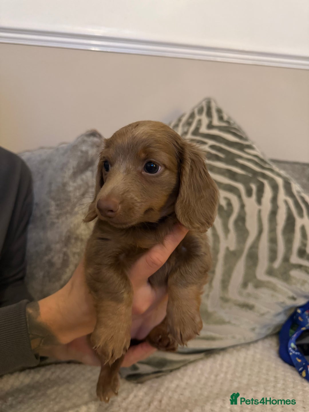 Miniature Dachshund dogs for sale: KC long haired Isabella &tan miniature dachshund - Advert 5