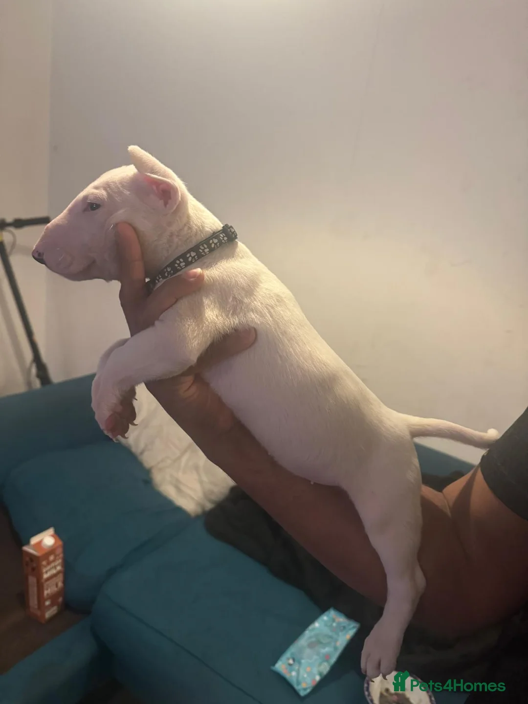 English Bull Terrier dogs for sale: English Bullterriers  in Hastings - Advert 13