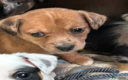 Jack Russell dogs for sale: Beautiful Mini Jack Russell Puppies  - Image 24