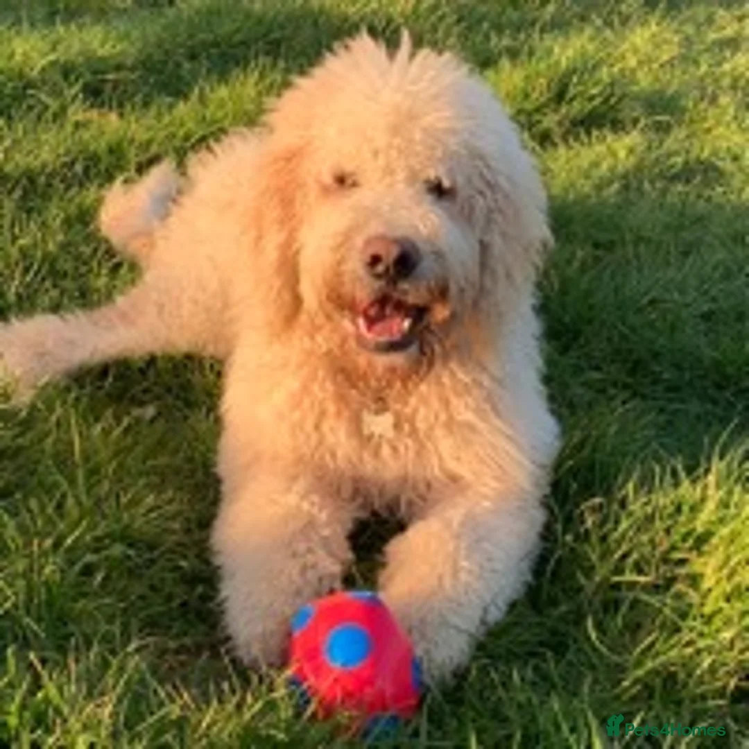 Labradoodle dogs for stud: Labradoodle Stud - Proven in Worthing - Advert 4