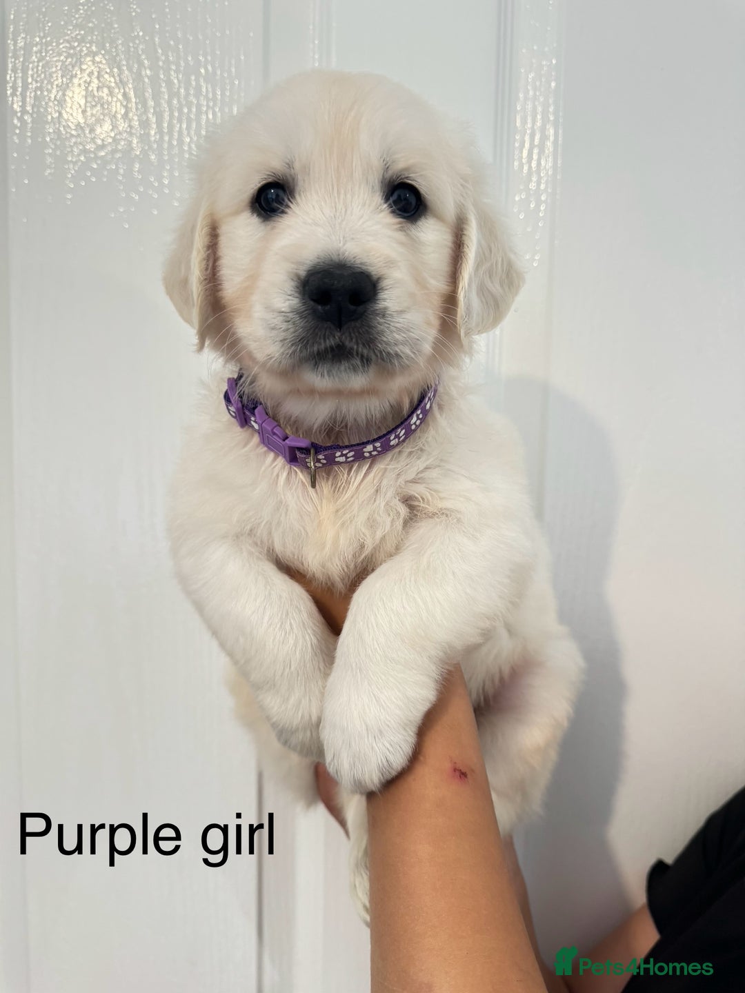 Golden Retriever dogs for sale: Stunning champion blood golden retriever  - Image 7