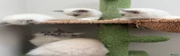 Ragdoll cats for sale: 4 Beautiful Family-Raised Ragdoll Kittens 🐾 - Advert 14