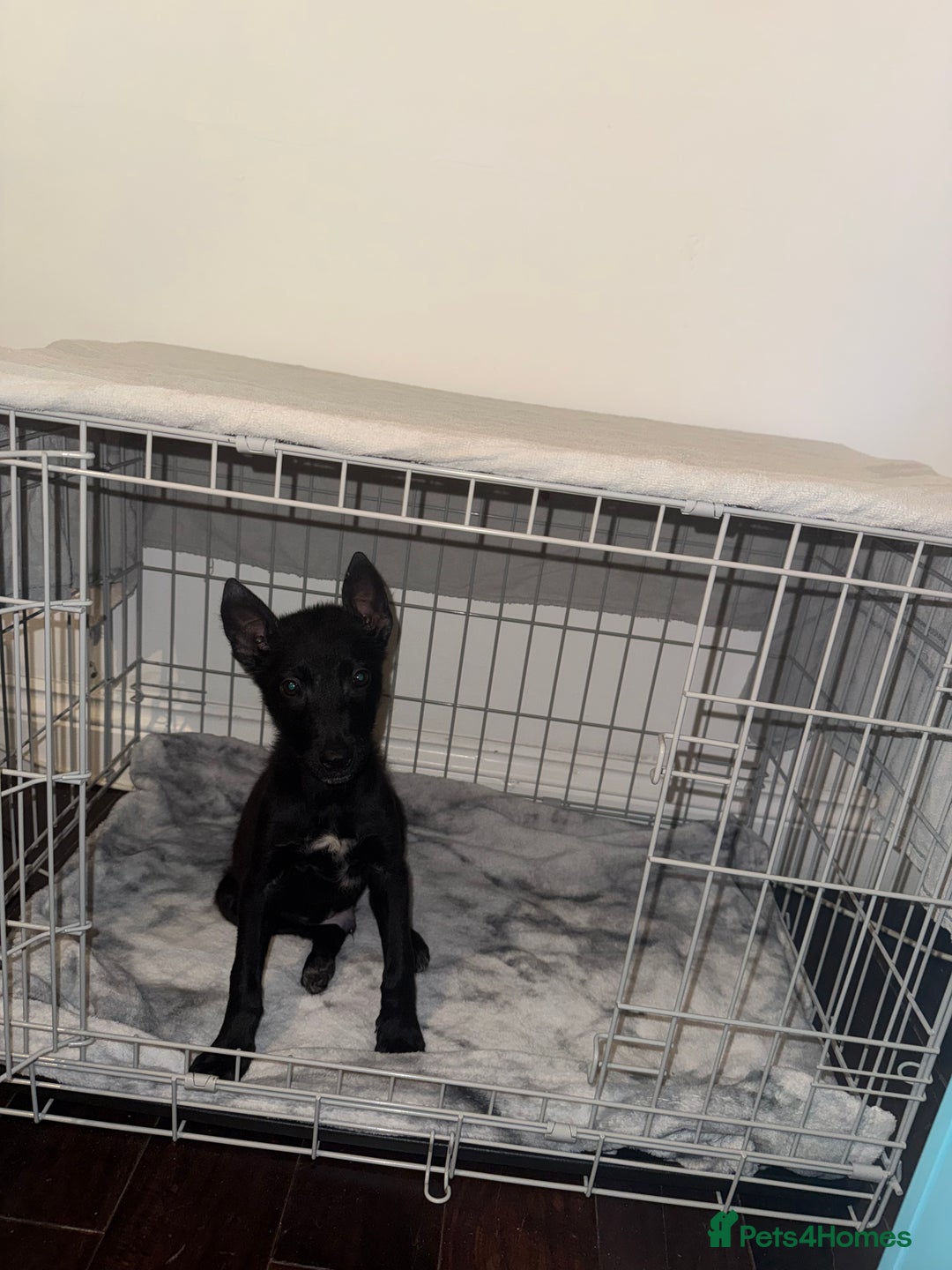 Belgian Shepherd Dog dogs for sale: Young Belgian Mali Boy - Advert 2