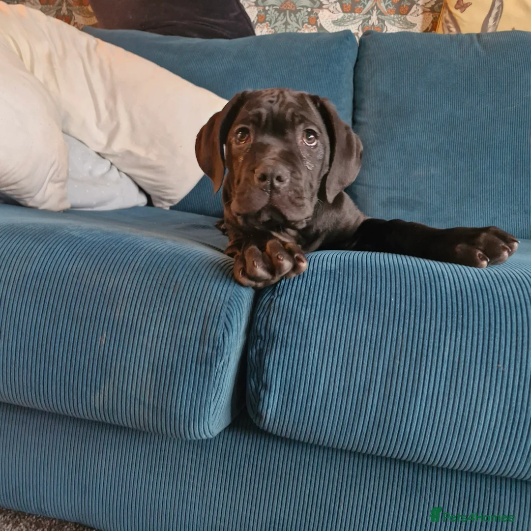 Cane Corso dogs for sale: EXCEPTIONAL PEDIGREE!! ONE BLUE GIRL AVAILABLE!! - Advert 23