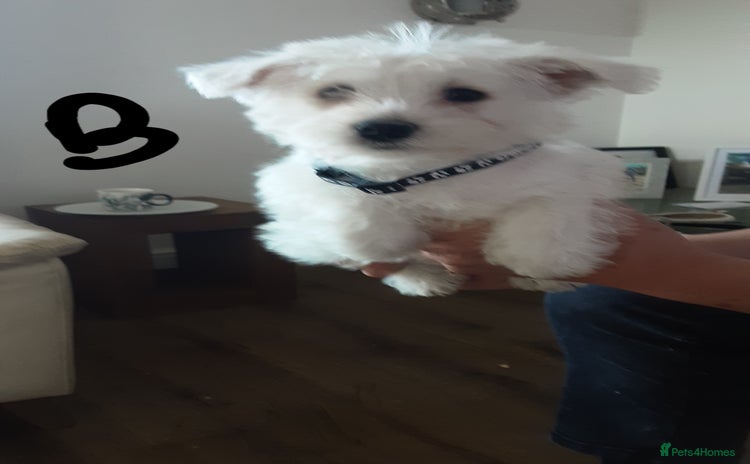 West Highland Terrier dogs - Advert 1