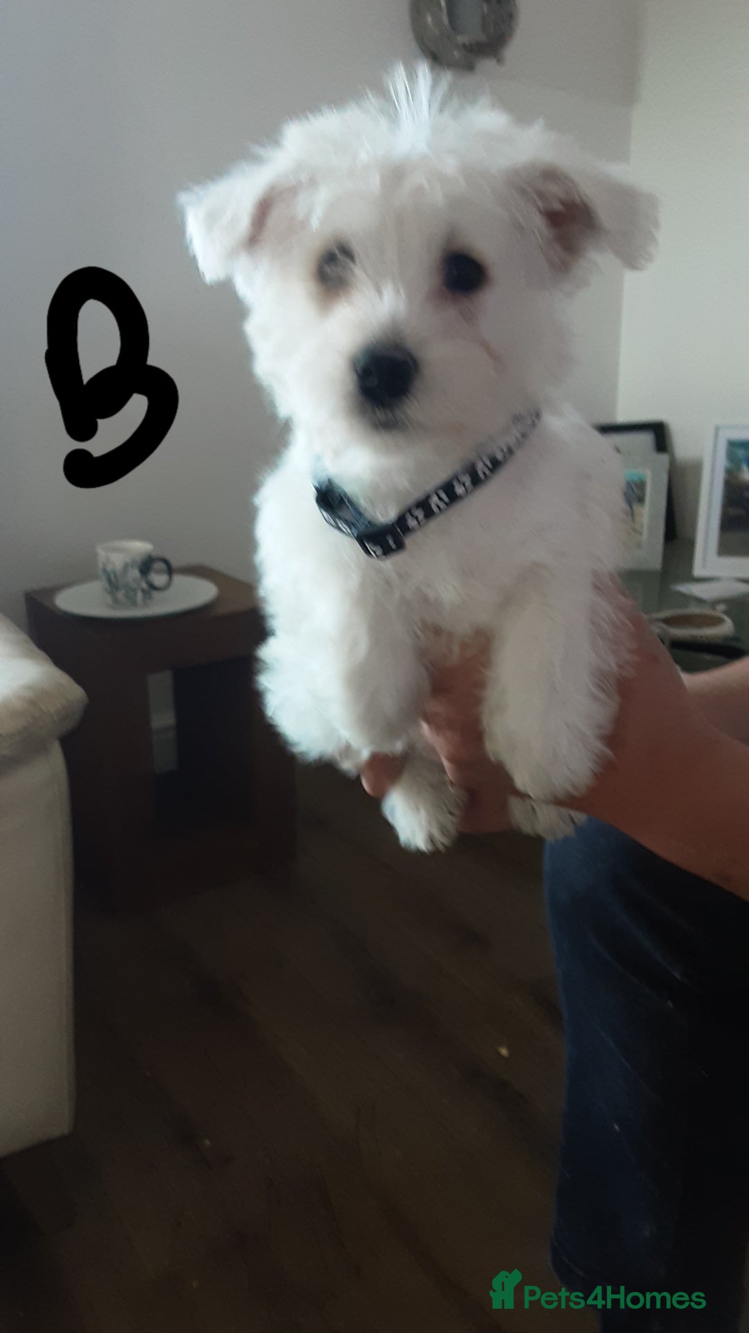 West Highland Terrier dogs for sale: West Highland puppies ready now - Image 1