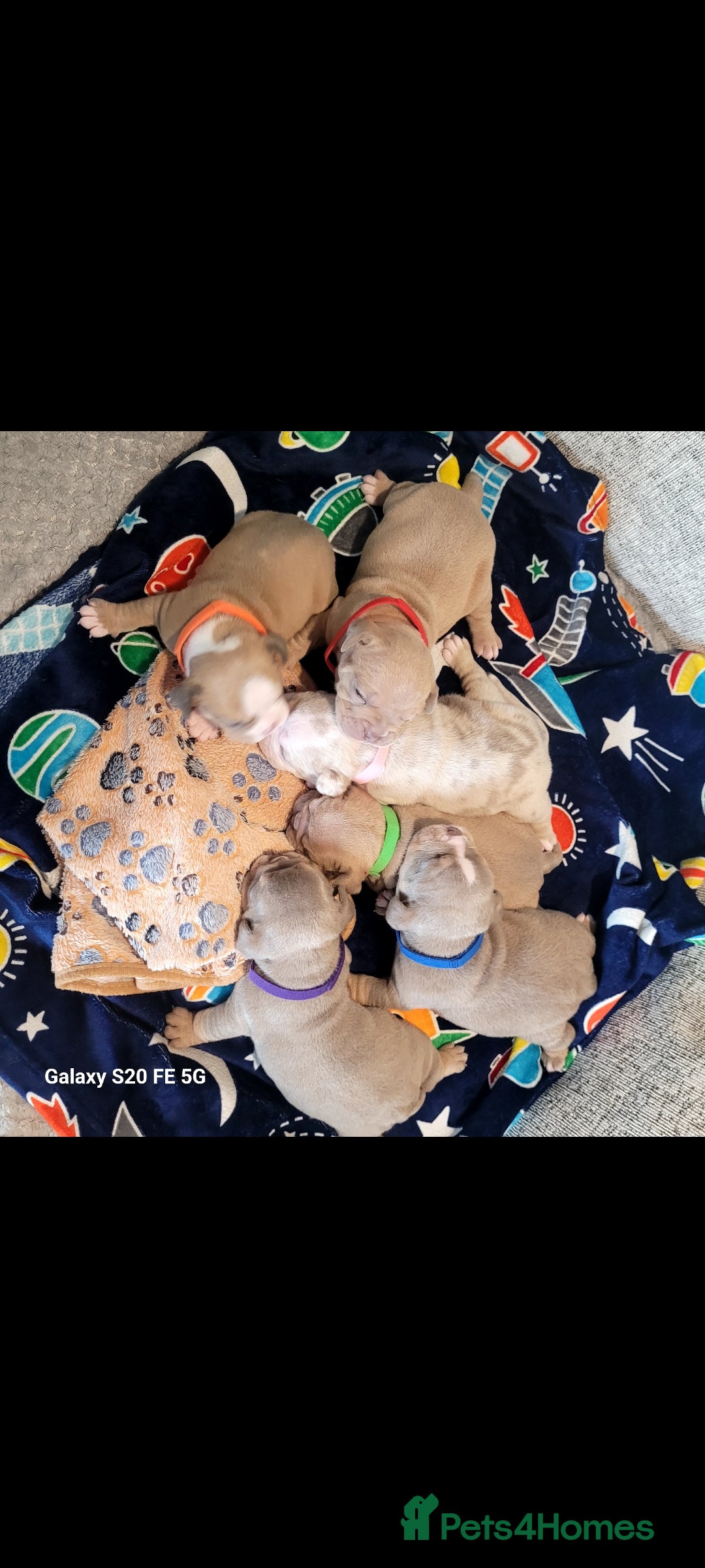 Olde English Bulldogge dogs for sale: Old English Bulldog Puppies - Image 5