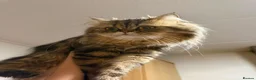 Persian cats for stud: Proven Persian Stud Cat  - Advert 12