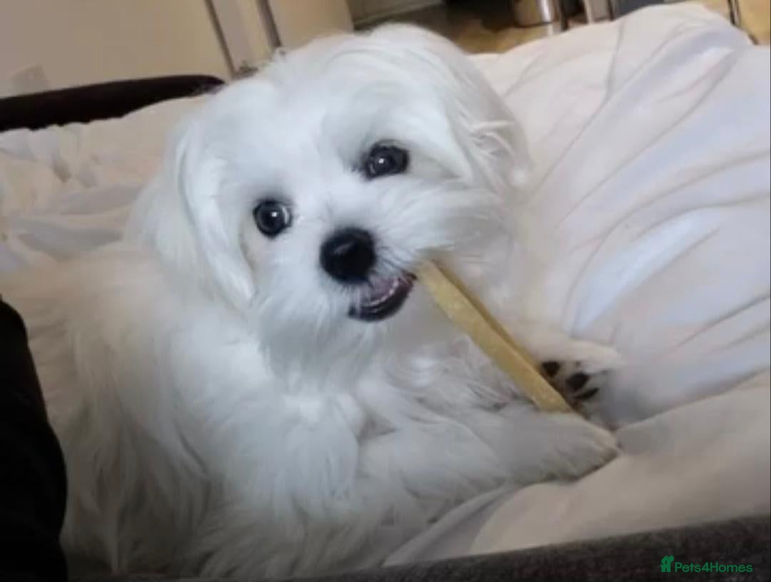 Maltese dogs Proven KC registered Korean Maltese stud - Advert 8
