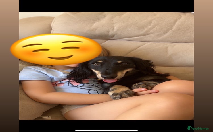 Dachshund dogs - Advert 1