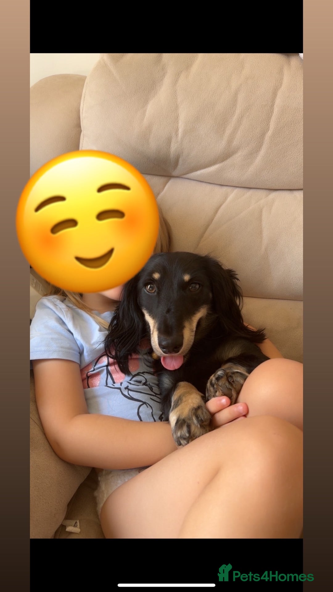 Dachshund dogs for stud: Buddy Long Haired Dachshund🐶✨  - Image 1