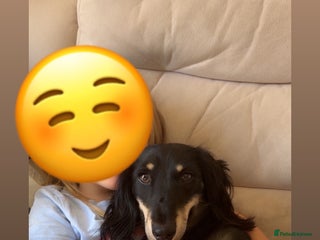 Dachshund dogs - Advert 4