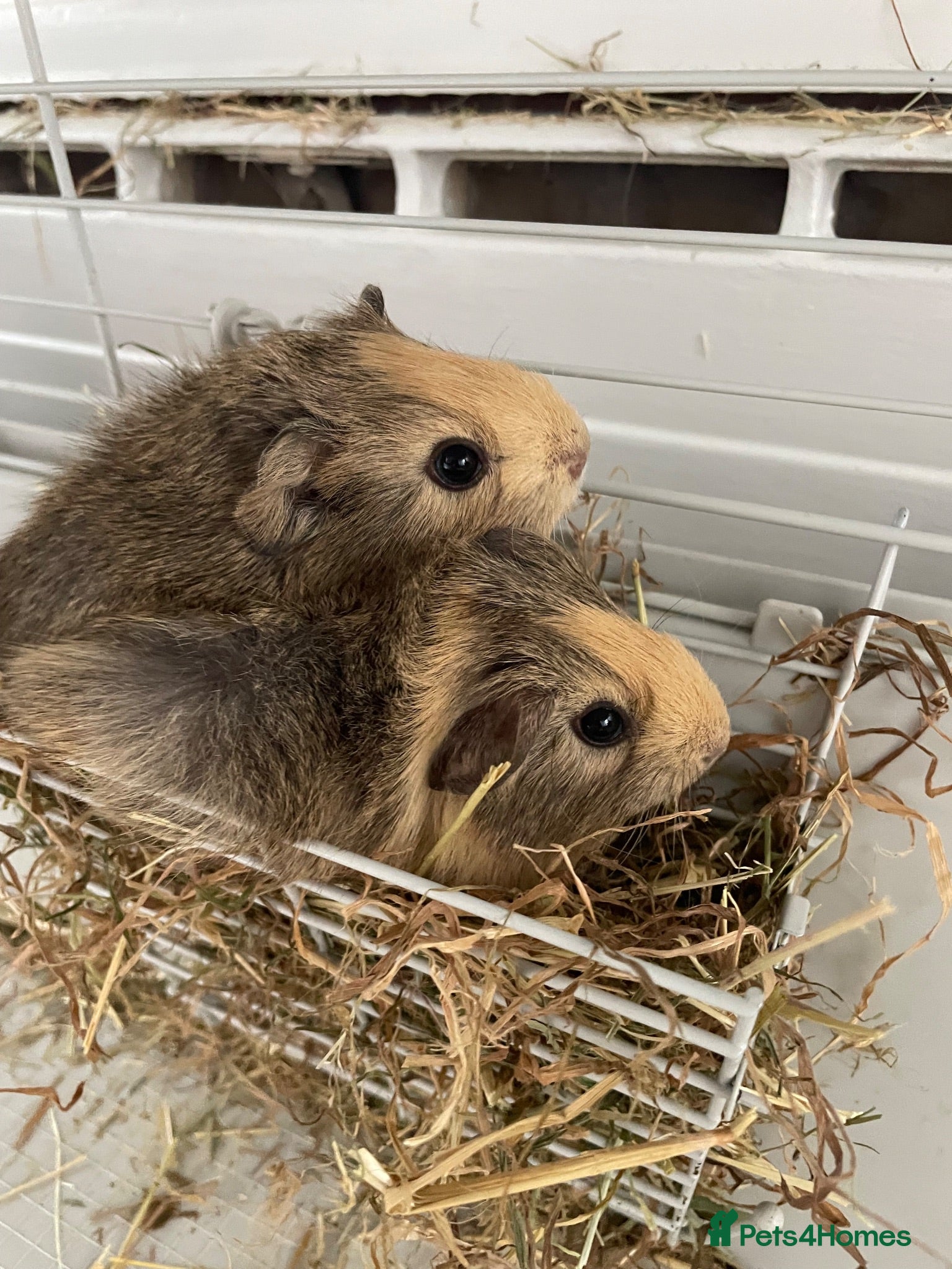 Guinea Pig rodents Bonded pair of male baby guinea pigs - Advert 1