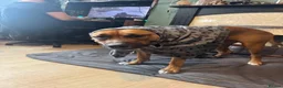 Mixed Breed dogs for sale: Bowser in Bilston - Advert 4