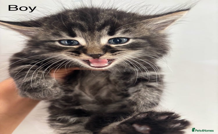 Mixed Breed cats - Advert 3