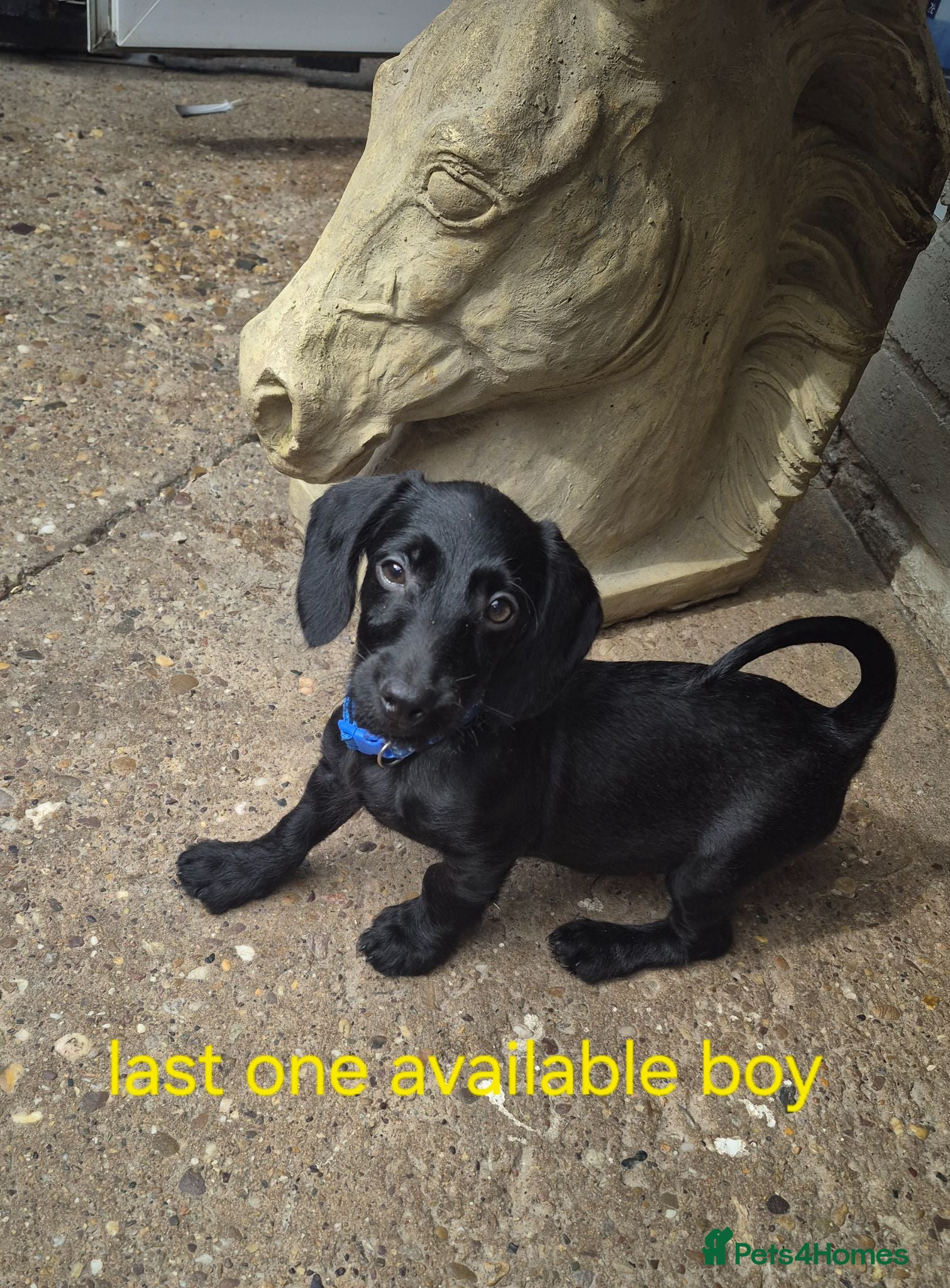 Doxiepoo dogs Doxiepoos for sale - Advert 2