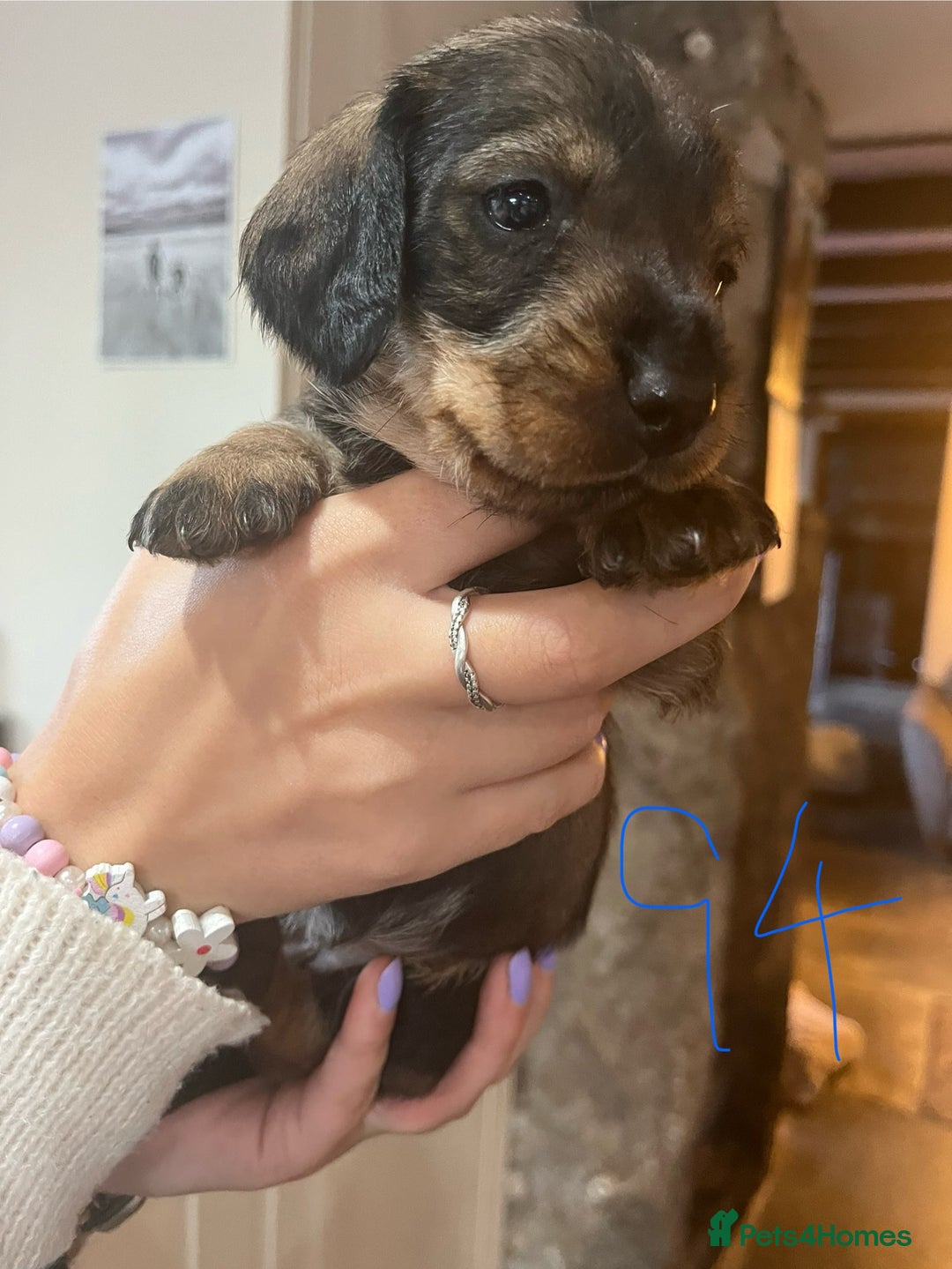 Dachshund dogs for sale: Kc Standard Wire Haired Dachshund Puppies - Image 8
