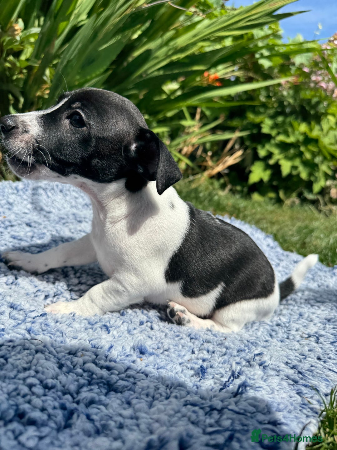 Jack Russell dogs for sale: 5 Available: Jack Russell Puppies. 2 Girls, 3 Boys - Image 26