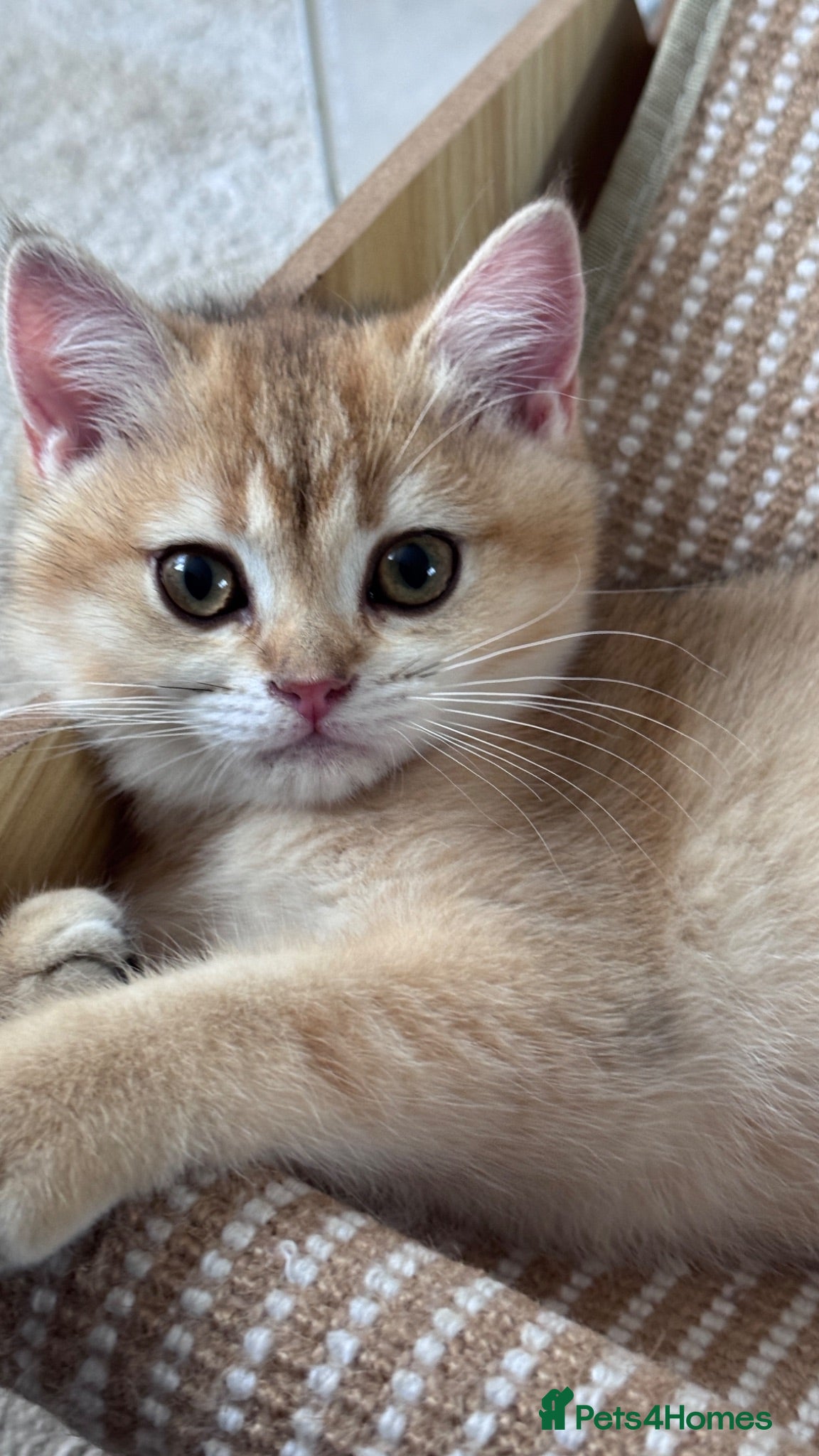 British Shorthair cats GCCF BSH READY FOR NEW HOME GOLD AND BLUE KITTENS - Advert 15