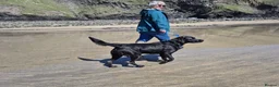 Labrador Retriever dogs for stud: Fallowpark Dark Grove Stud dog in Launceston - Advert 4