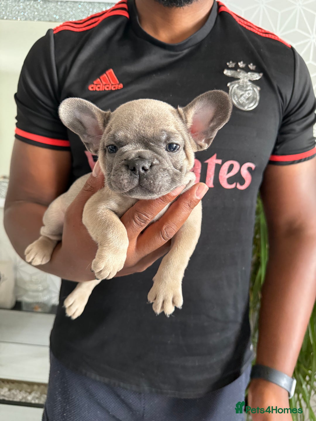French Bulldog dogs for sale: 4 stunning Pure breed Blue Fawn French Bulldogs 🐶 - Image 10
